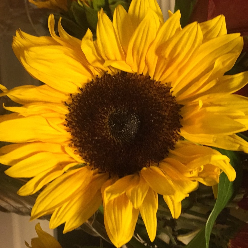 Meet your Posher, Yeyelena